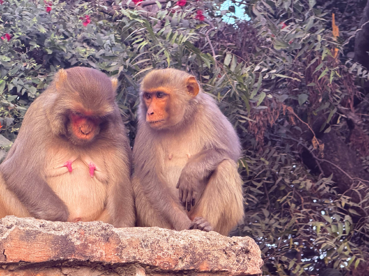 Обезьяны у нас тоже частые гости