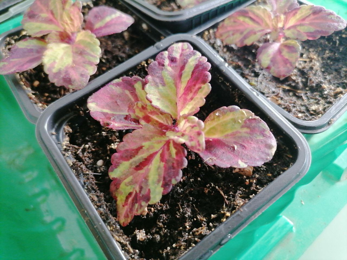 Рассада колеуса Мозаика Фейерверк, фото автора