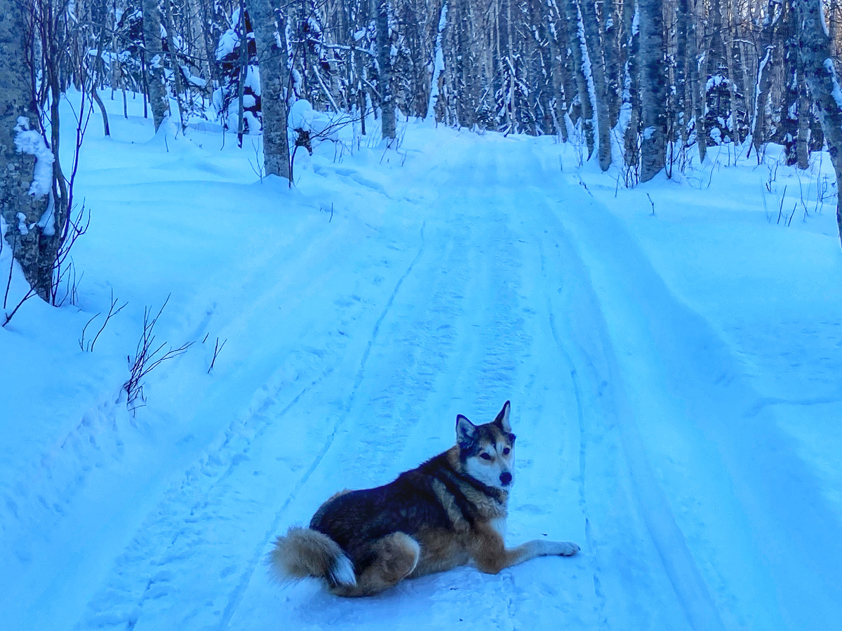 Тот самый четвероногий гид