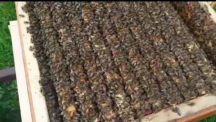 Одно из проявлений гетерозиса. Супер сильные семьи.