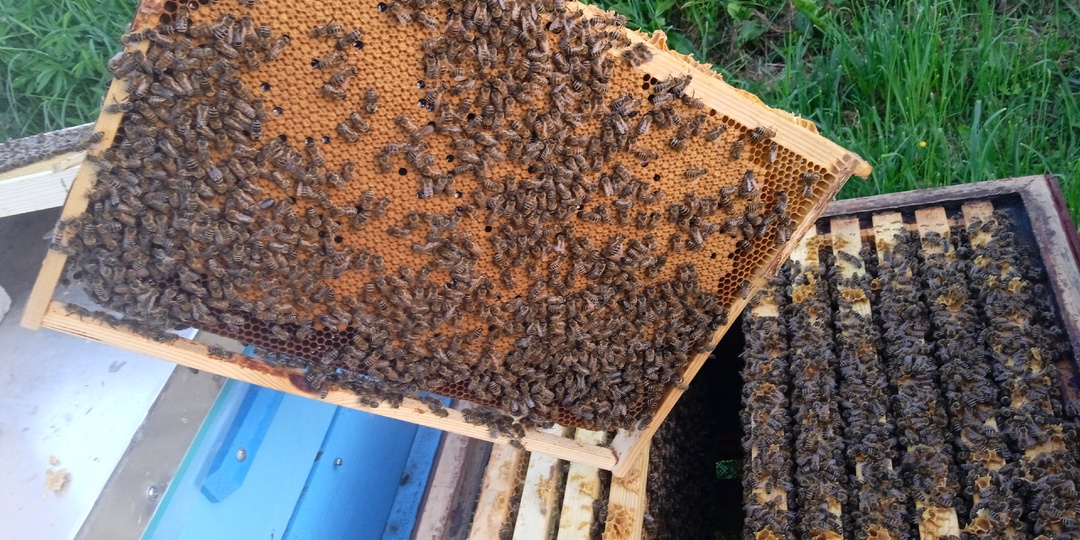 Гетерозис.Когда нужны мощные и здоровые пчёлы! Это должен знать, каждый пчеловод!!!