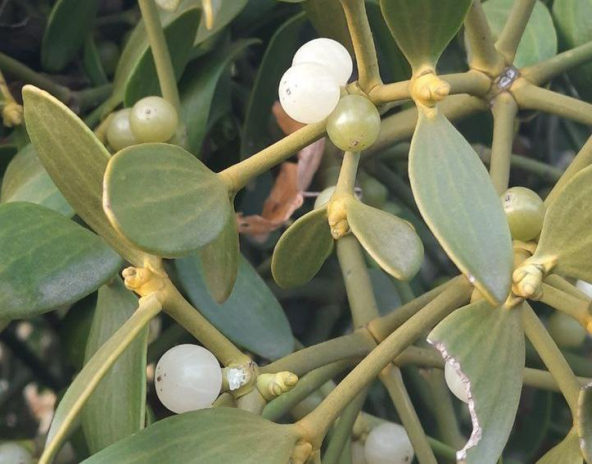 (фото из сети Интернет)