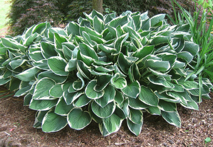 Фотография хосты 'Francee' в саду Carol Brashear