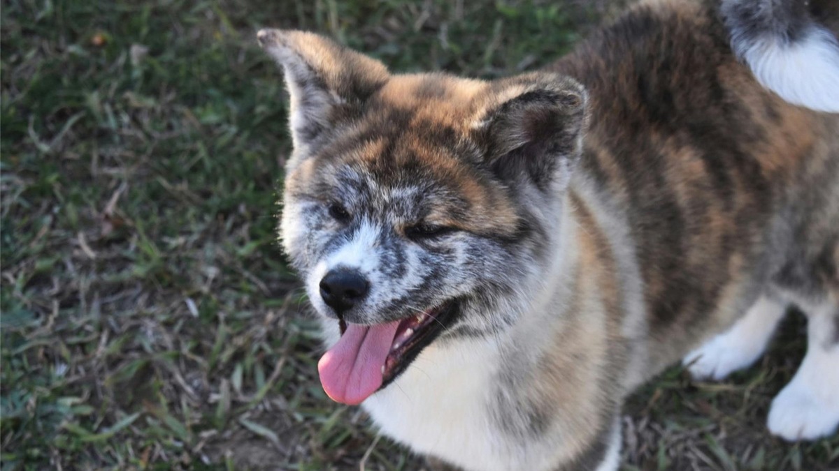    В мире существует только две породы акит