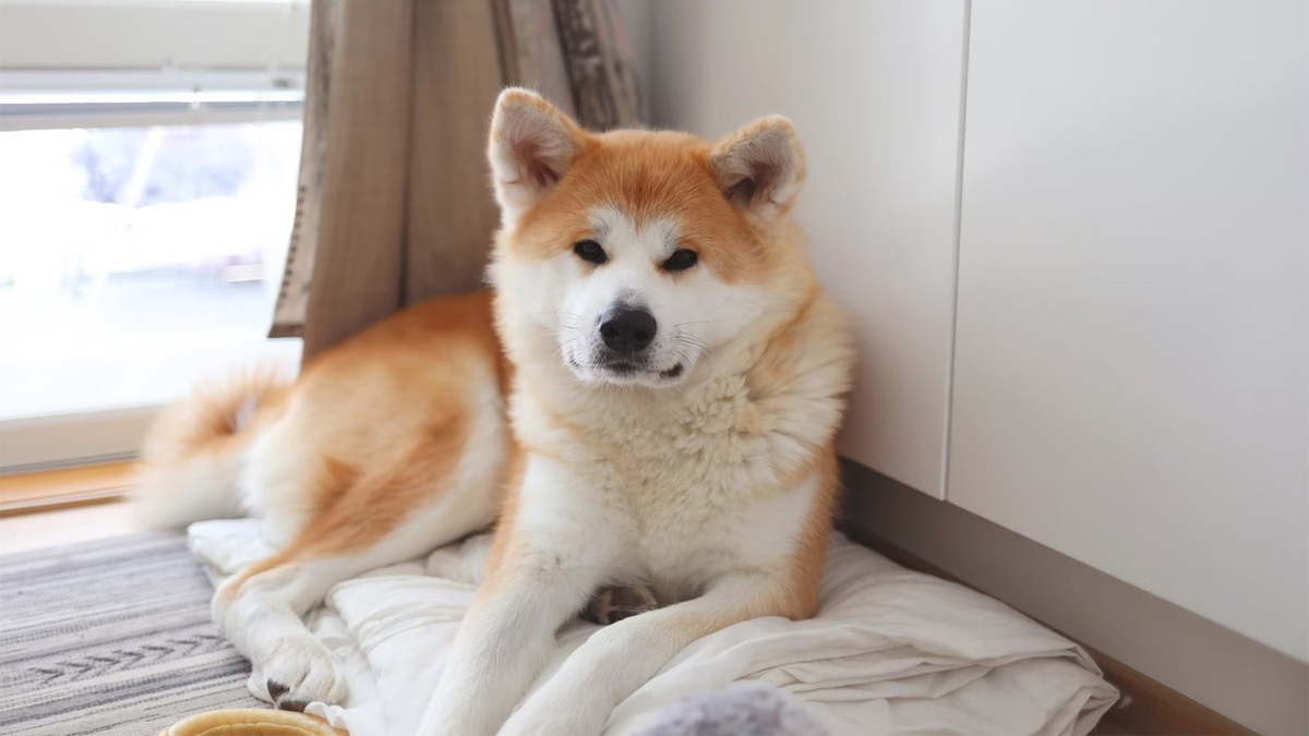    Акитам крайне важна социализация, так как это очень конкурентные собаки