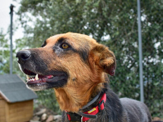    бездомные собаки // фото: Изображение от wirestock на Freepik