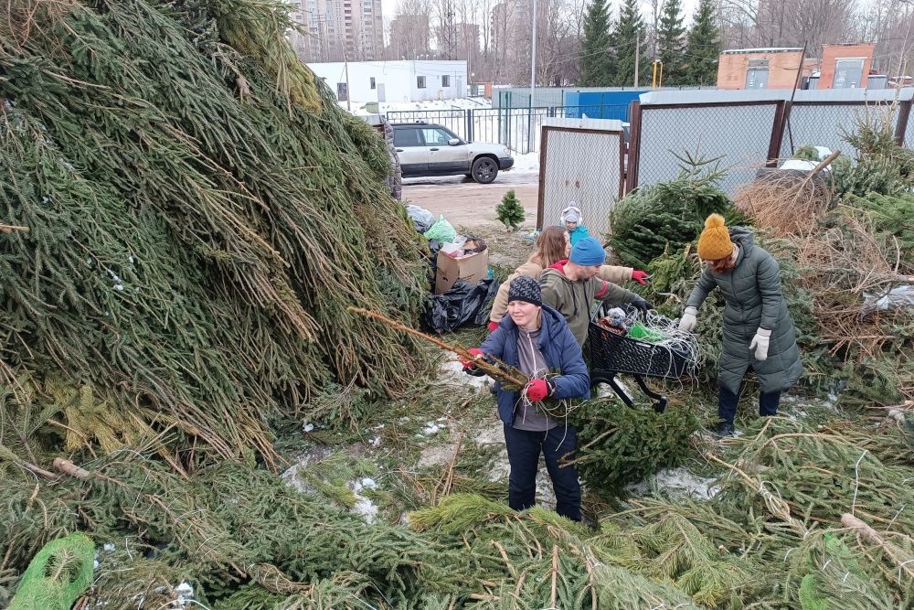    Архив проекта "Ёлки, палки и щепа"