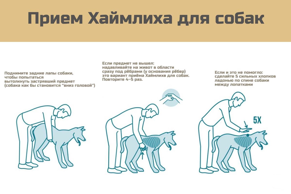 Привем Хаймлиха. Интерпритация для собак