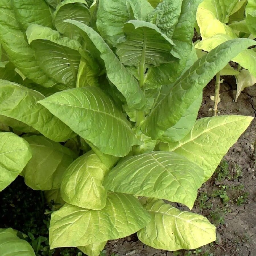 История табака - Ориентал