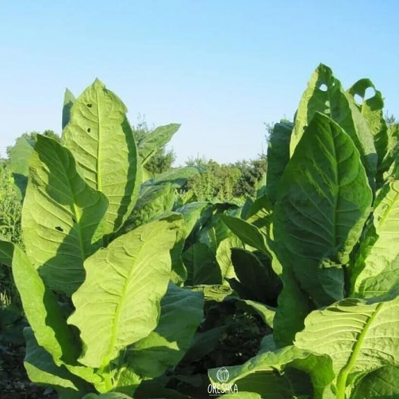 История табака - Ориентал