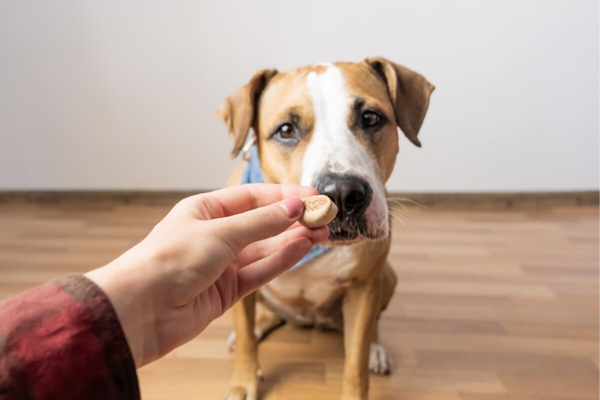 Поощрение собаки 