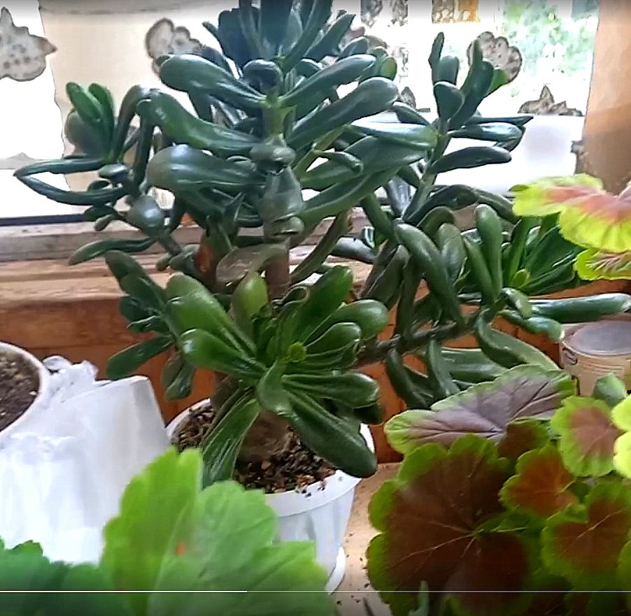 Такая сочная, вся зелёненькая Крассула до морозов.