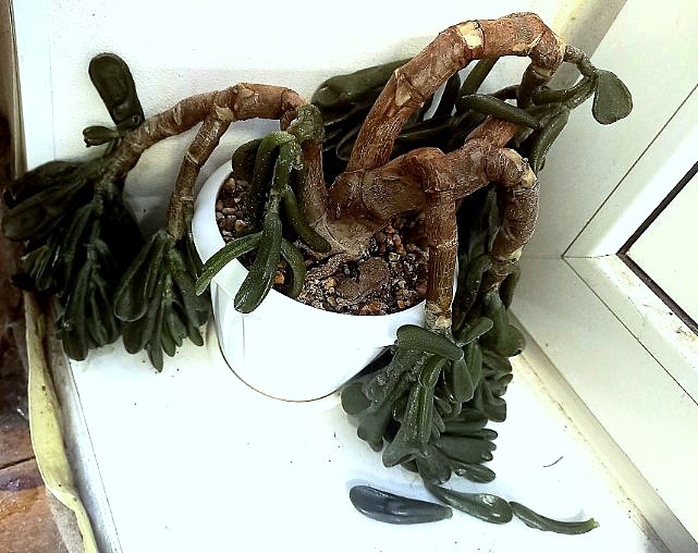 безрадостное зрелище,  время упущено.