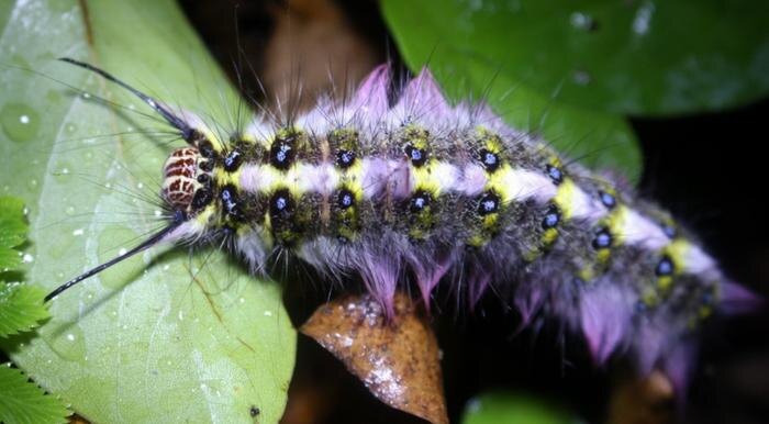 Обложка © Wikipedia / Thomas Brown