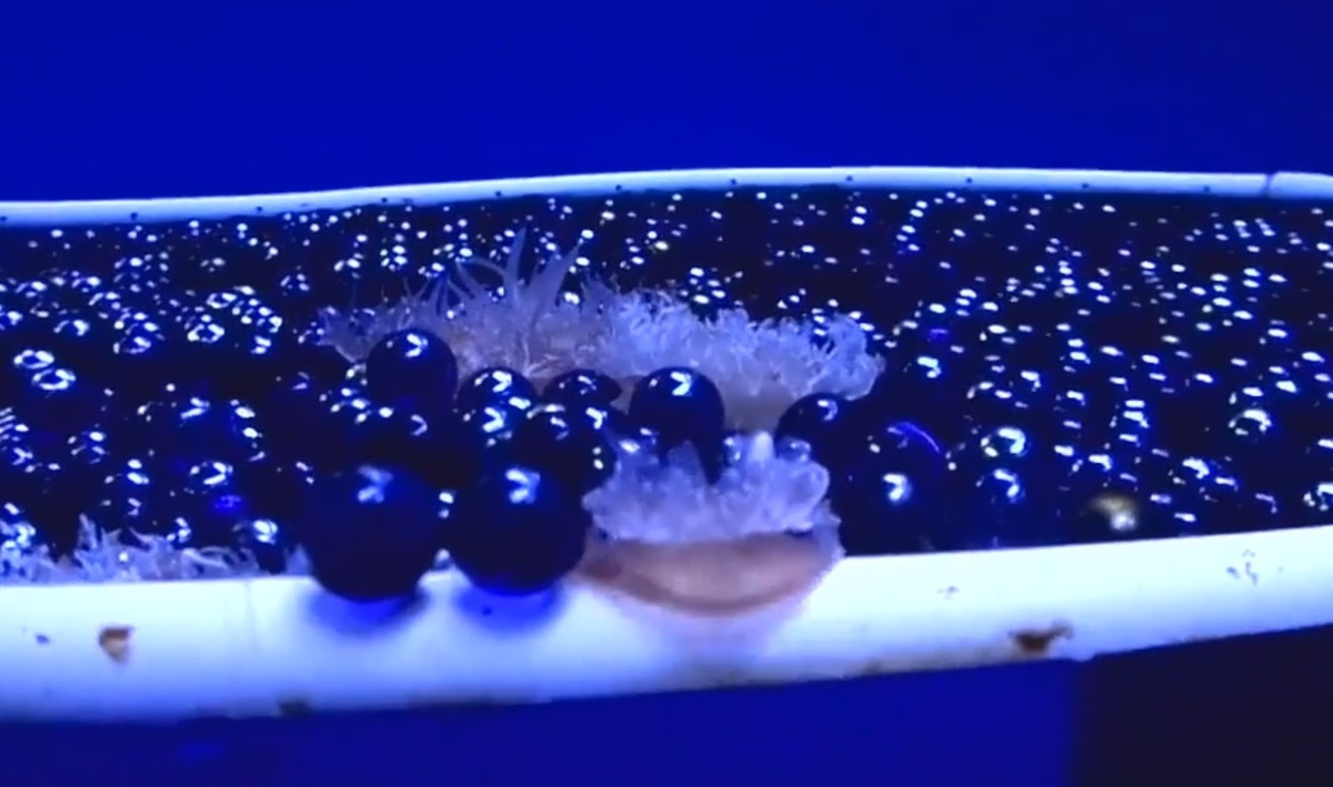 Медузы Кассиопея андромеда в аквариуме Приморского океанариума. (Фото автора)