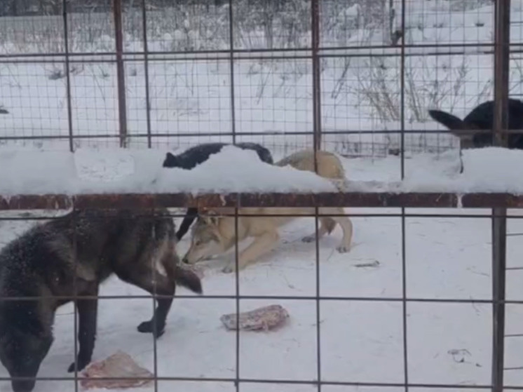     Фото: скрин видео с ТГ-канала центра "Феникс"