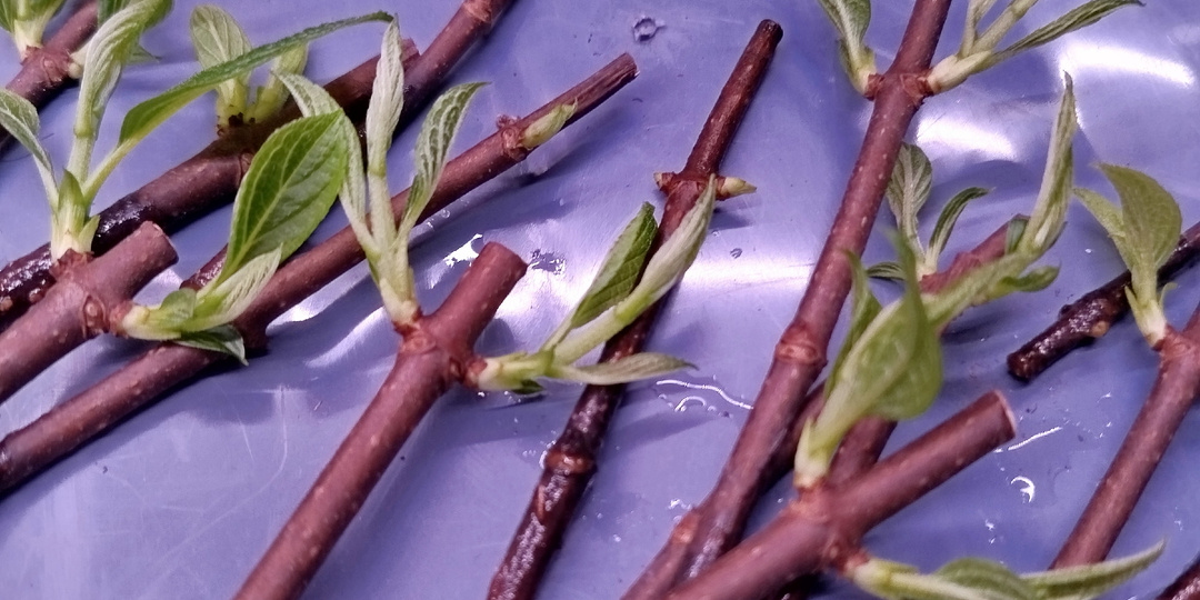 Зимнее выращивание саженцев и немного "болталки не по теме"