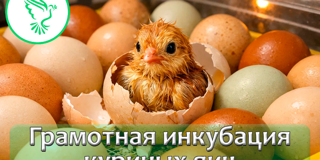 🐣 Как вывести цыплят в инкубаторе: пошаговая инструкция