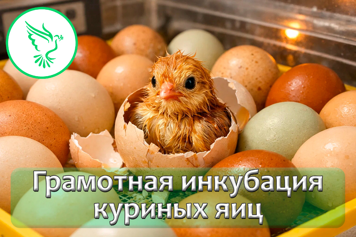 Секреты идеального вывода цыплят в инкубаторе