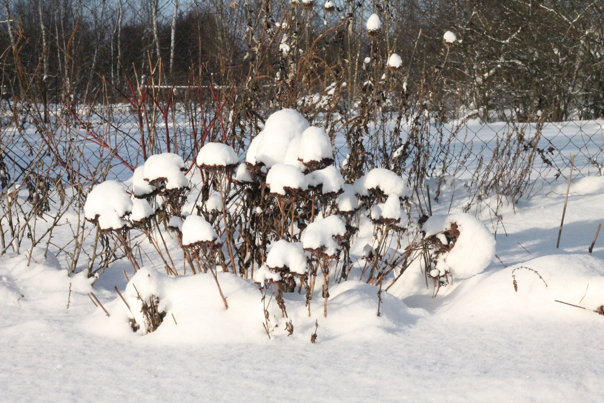 Очитки в шапках