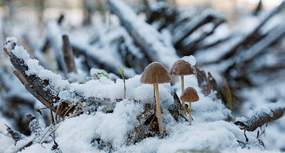    Зима наступила в Подмосковье. Грибы в сугробе / Медиасток.рф