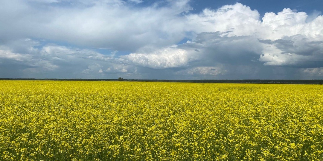 Рапс-2026: зачем платить больше за импортные гибриды рапса, если есть «Сириус» и «Амулет»?