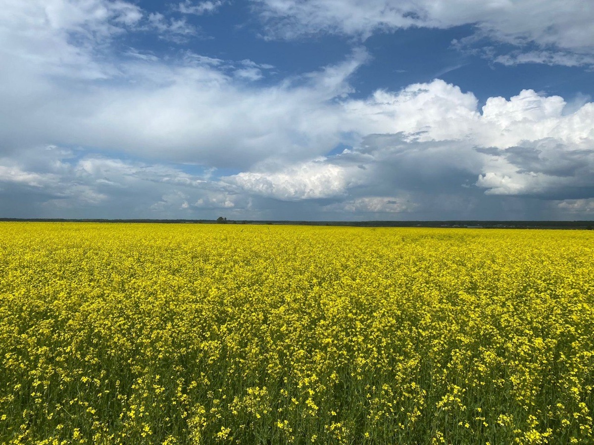 Посевы рапса улучшают структуру почвы благодаря стержневой корневой системе, которая уходит на глубину до 1,5 м, разрыхляя и насыщая кислородом почвенный слой. Естественная аэрация влияет на жизнедеятельность полезных микроорганизмов в почве, которые играют важную роль в разложении органических веществ и питании растений. Это делает рапс ценным компонентом севооборота и способствует повышению общей продуктивности полей.