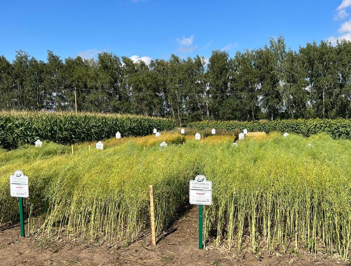 Российские селекционеры добились значительных успехов в выведении гибридов и сортов рапса, которые превосходят зарубежные аналоги.