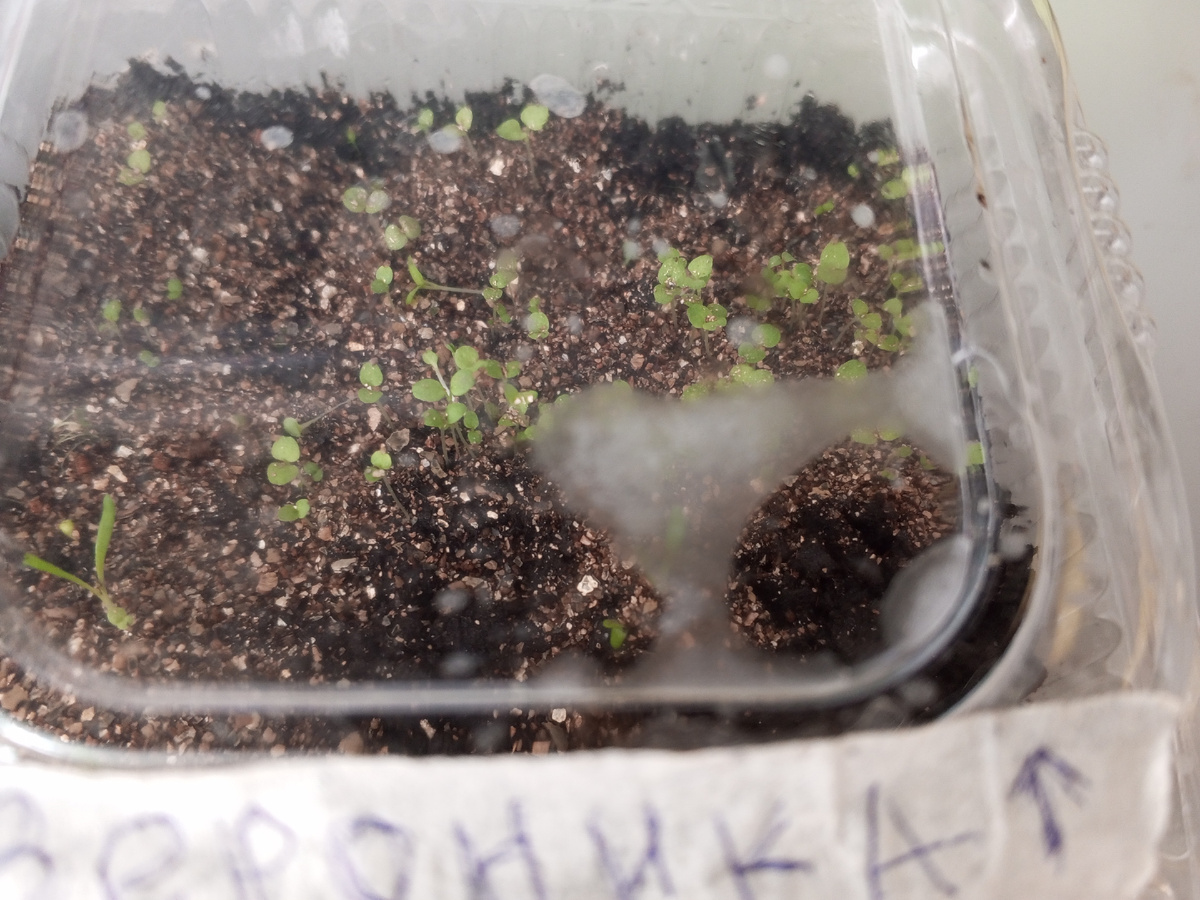 Всходы Вероники колосистой