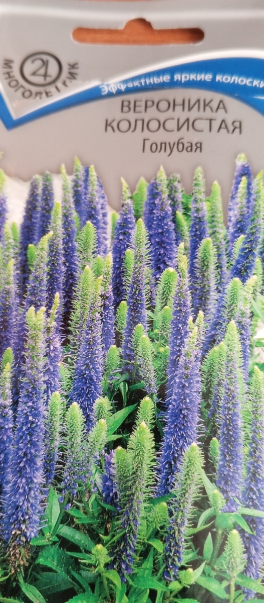 Вероника колосистая