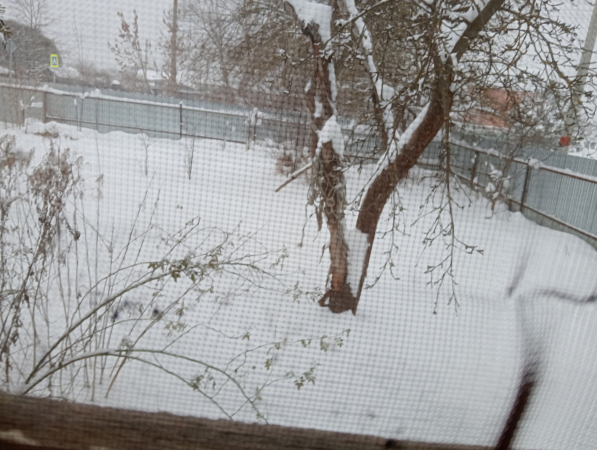 Вид из окна, через сетку антикошку