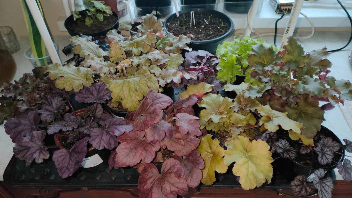 11 сортов от ИП Харченко, Новорязанское шоссе