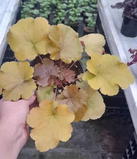 Creme Brulee 22 декабря 2025