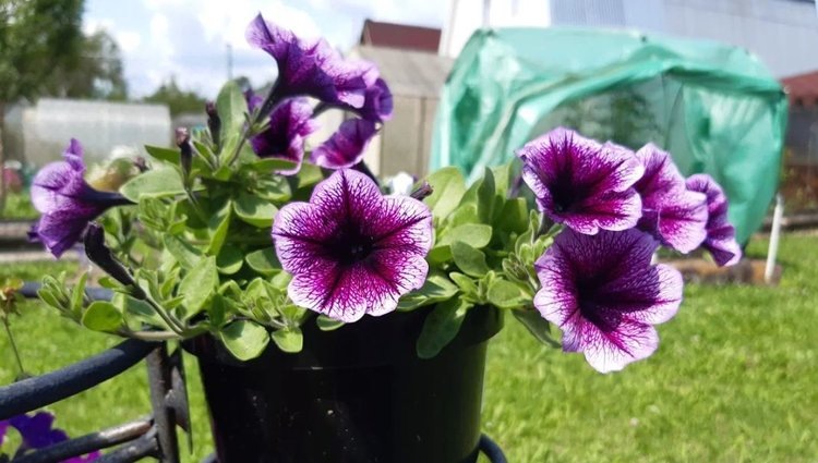    Фото: Лукьянов Дмитрий, AgroXXI.ru