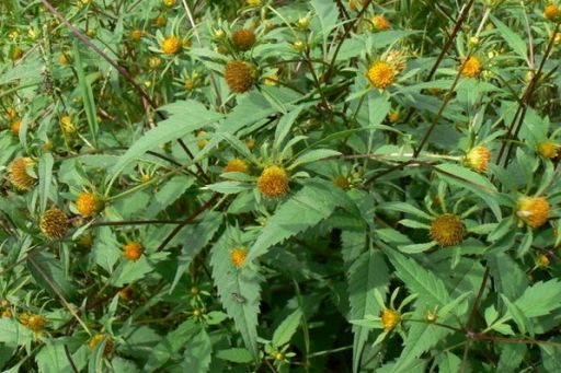 Череда трехраздельная. Фото взято из интернета.