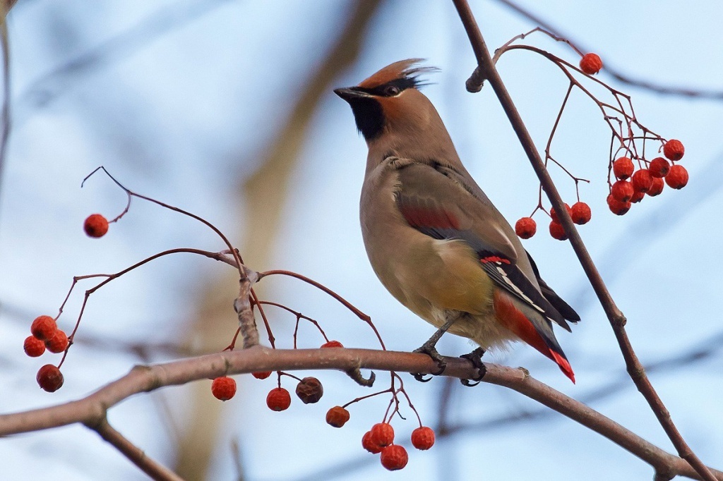 Фото с ресурса https://rbcu.ru/birdclass/list.php?SECTION_ID=1454