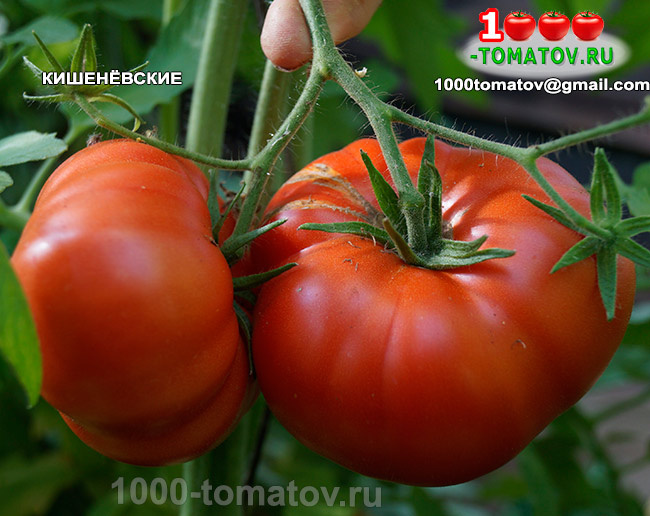 Томат Кишинёвские Фото 1