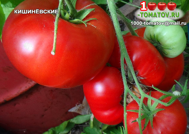 Томат Кишинёвские Фото 2