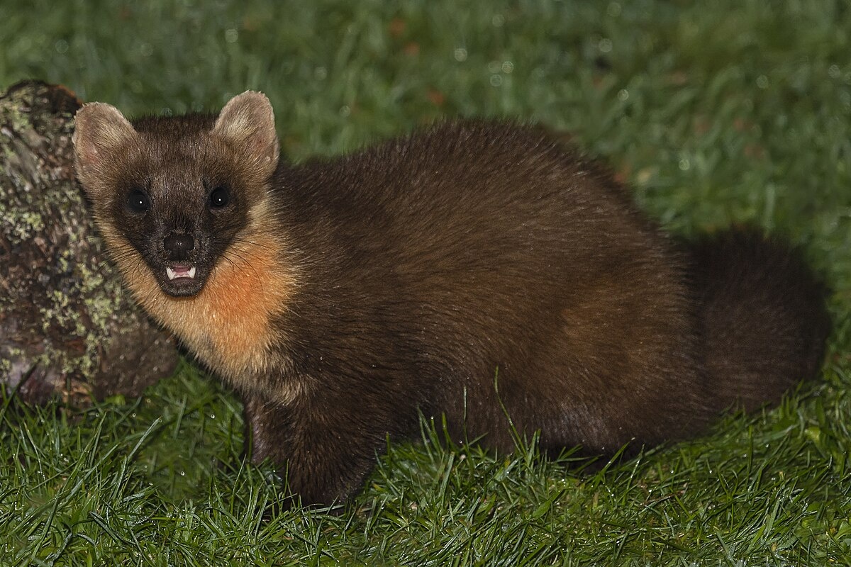 Фотография из интернета