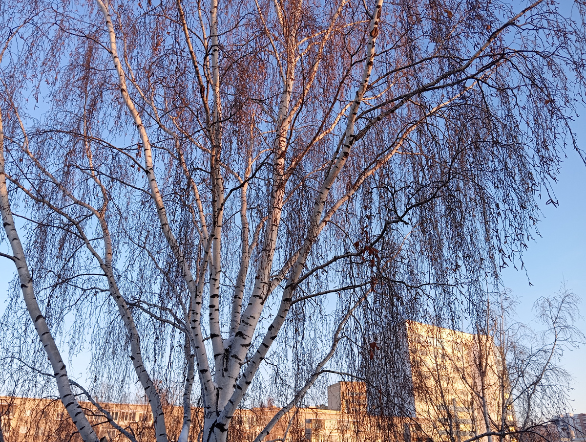 2 января 2026г. 10.00. Город просыпается. Утреннее солнце окрашивает макушки берёз, стены и окна домов из холодных бело-чёрно-серых в тёплые золотистые тона, отчего мороз за окном становится теплее, а в голову вплывают слова песни медведя Балу из мультфильма "Книга джунглей": ...ПРОСТЫЕ РАДОСТИ УКРАСЯТ ЖИЗНЬ ТВОЮ...