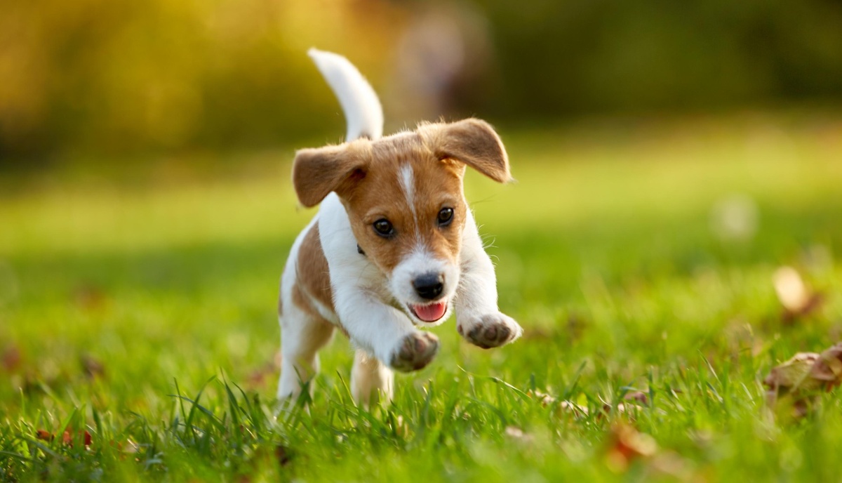 Щенок в доме