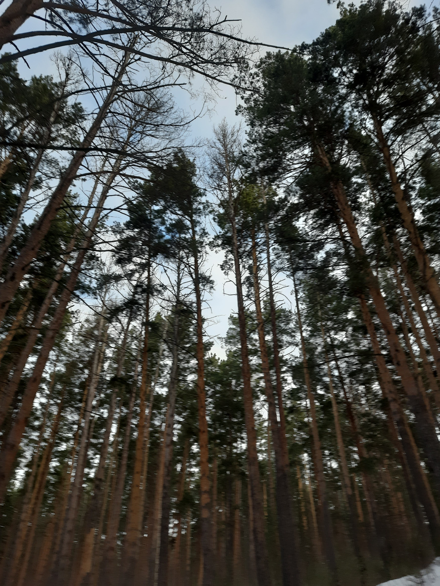 Сосновый бор