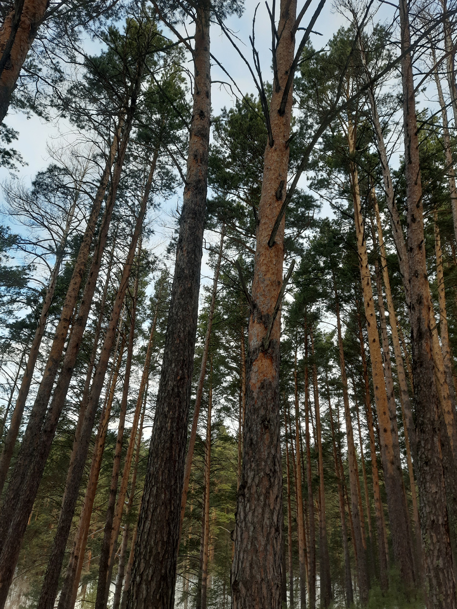 Сосновый бор