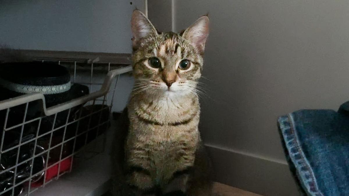 Навести порядок в шкафах Лана любит