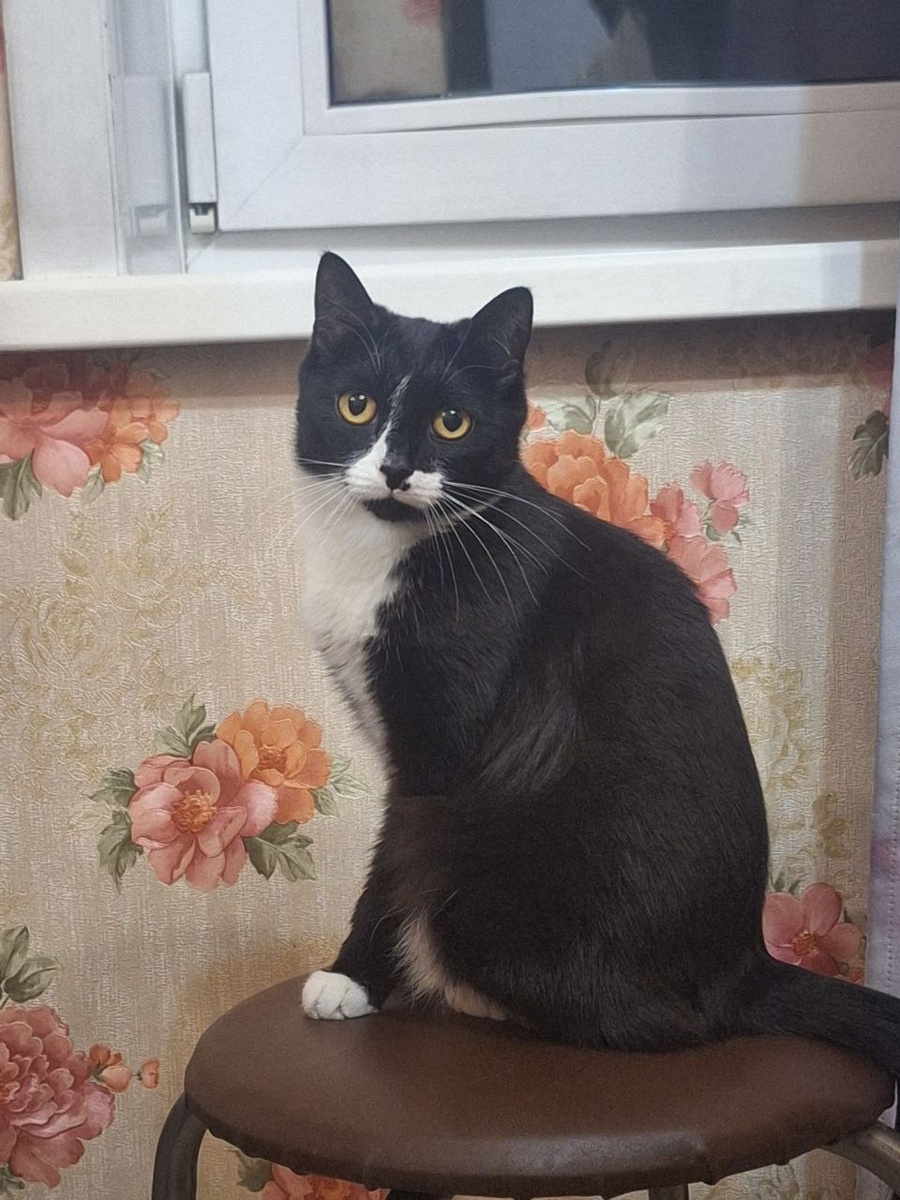 Так-то хорошая кошь