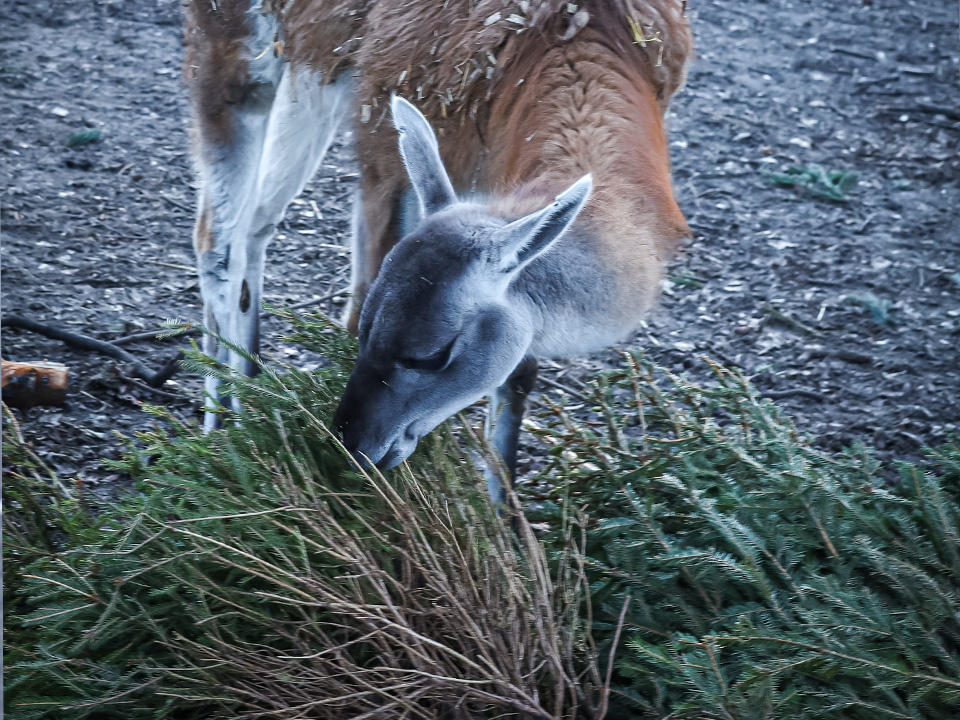     Фото: istockphoto.com/Kati Lenart
