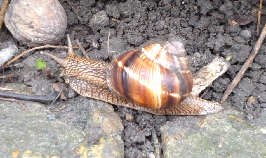 Виноградная улитка