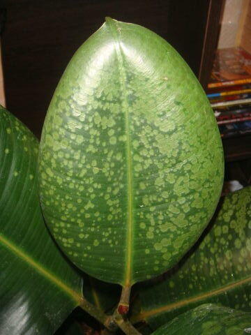 Фикус эластика с признаками обморожения