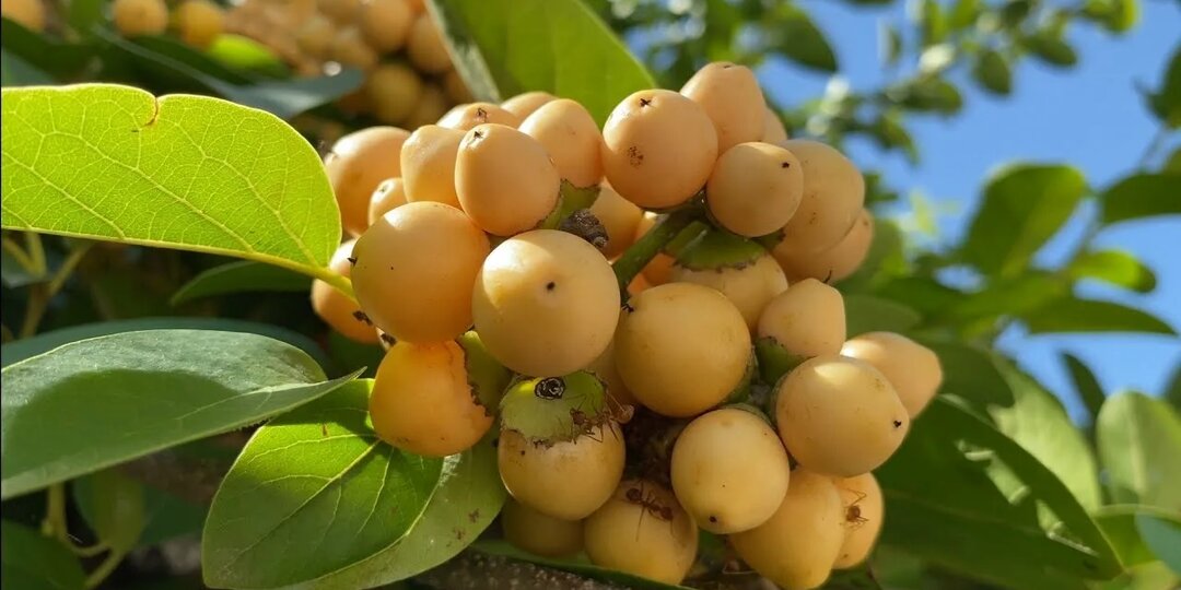 Бирсонима толстолистная