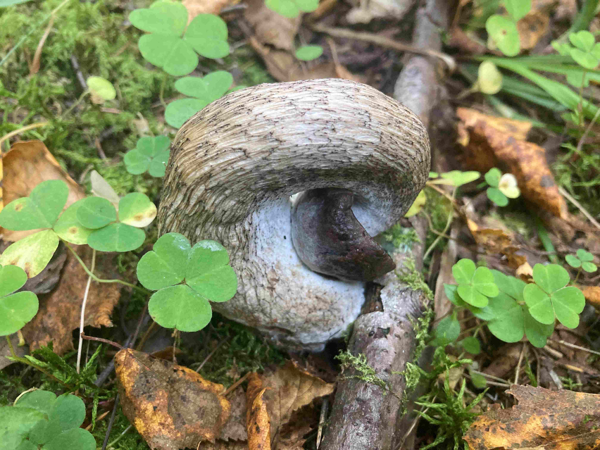 Подберёзовик-перевёртыш